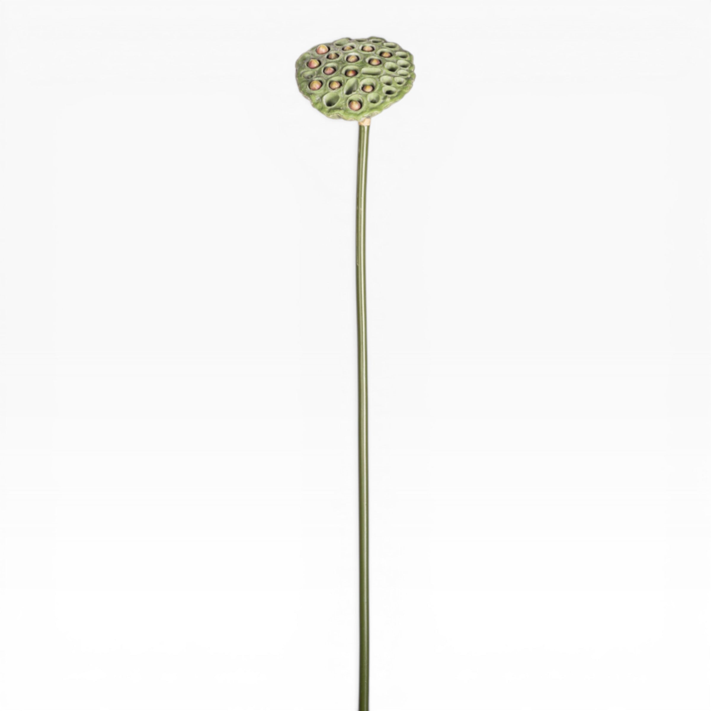 24" Lotus Seed Stem  ST1223