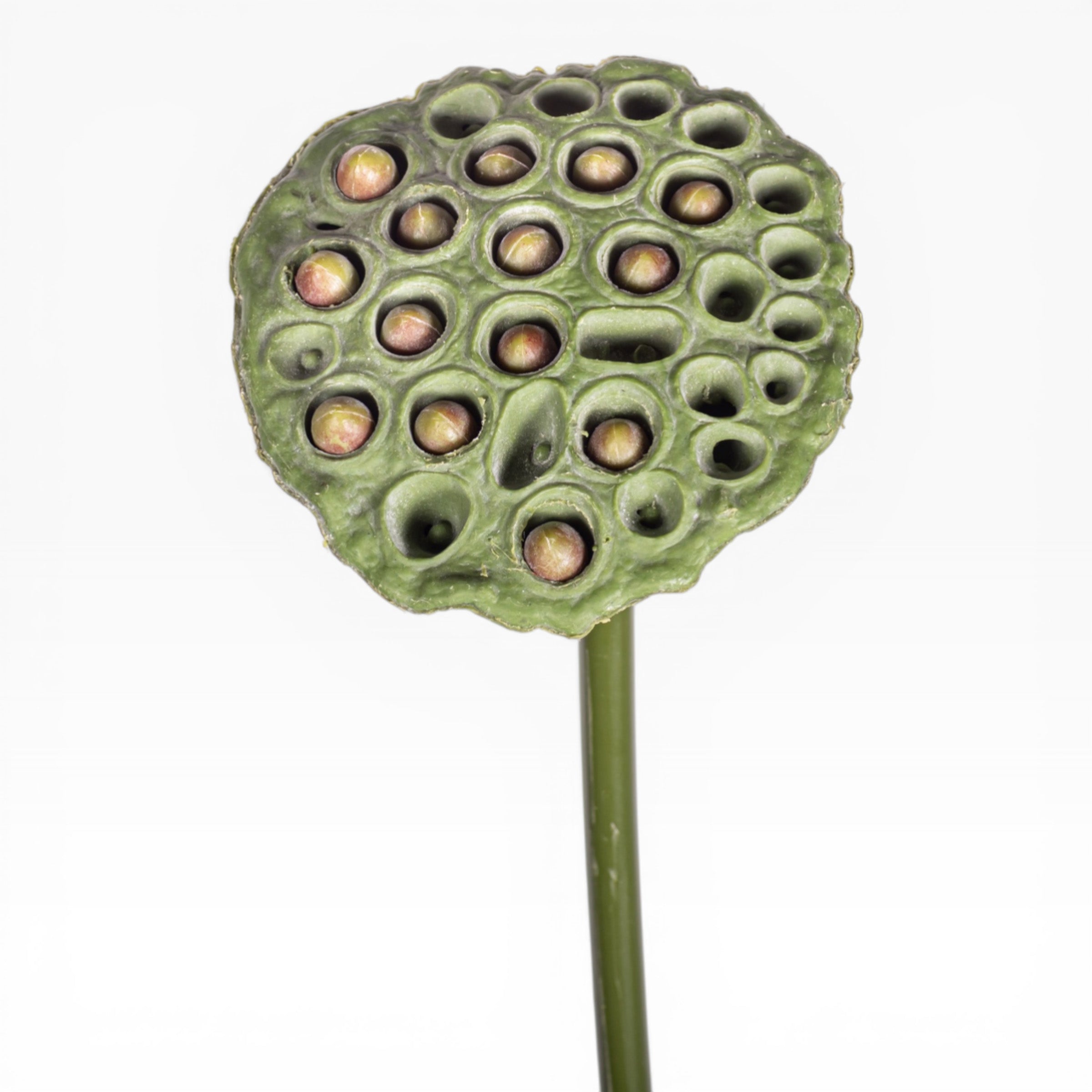 24" Lotus Seed Stem  ST1223