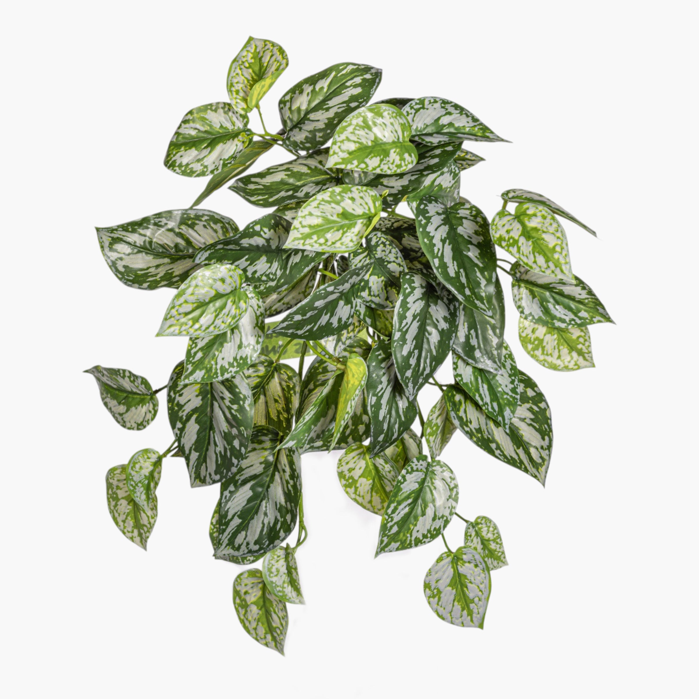 19" Hanging Pothos Stem Variegated - UV Treated ST1232UV