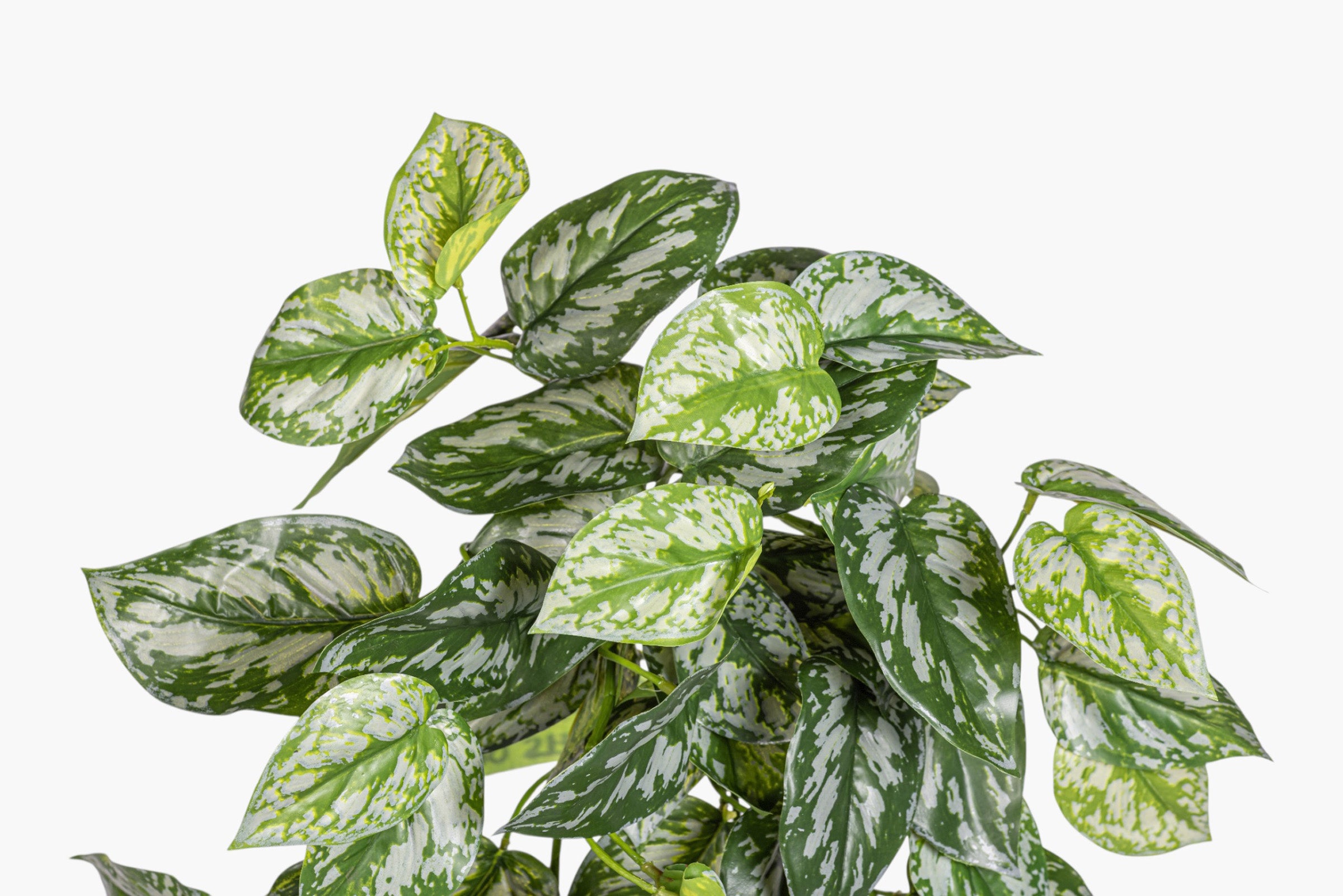 19" Hanging Pothos Stem Variegated - UV Treated ST1232UV
