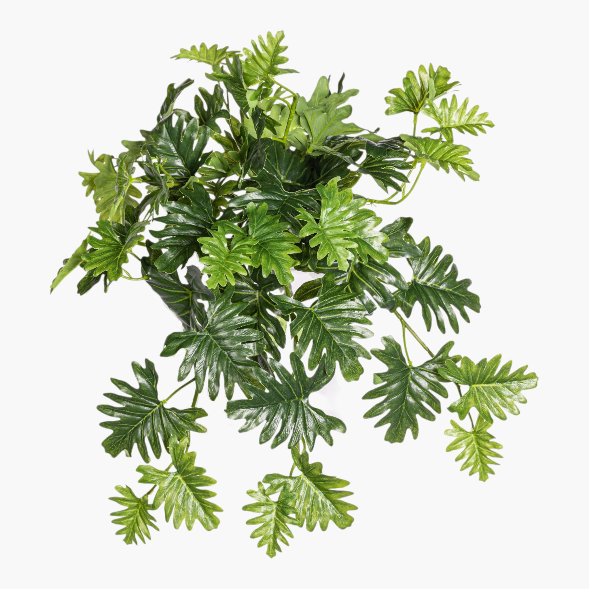 19" Selloum Philodendron Hanging Stem - UV Treated ST1233UV