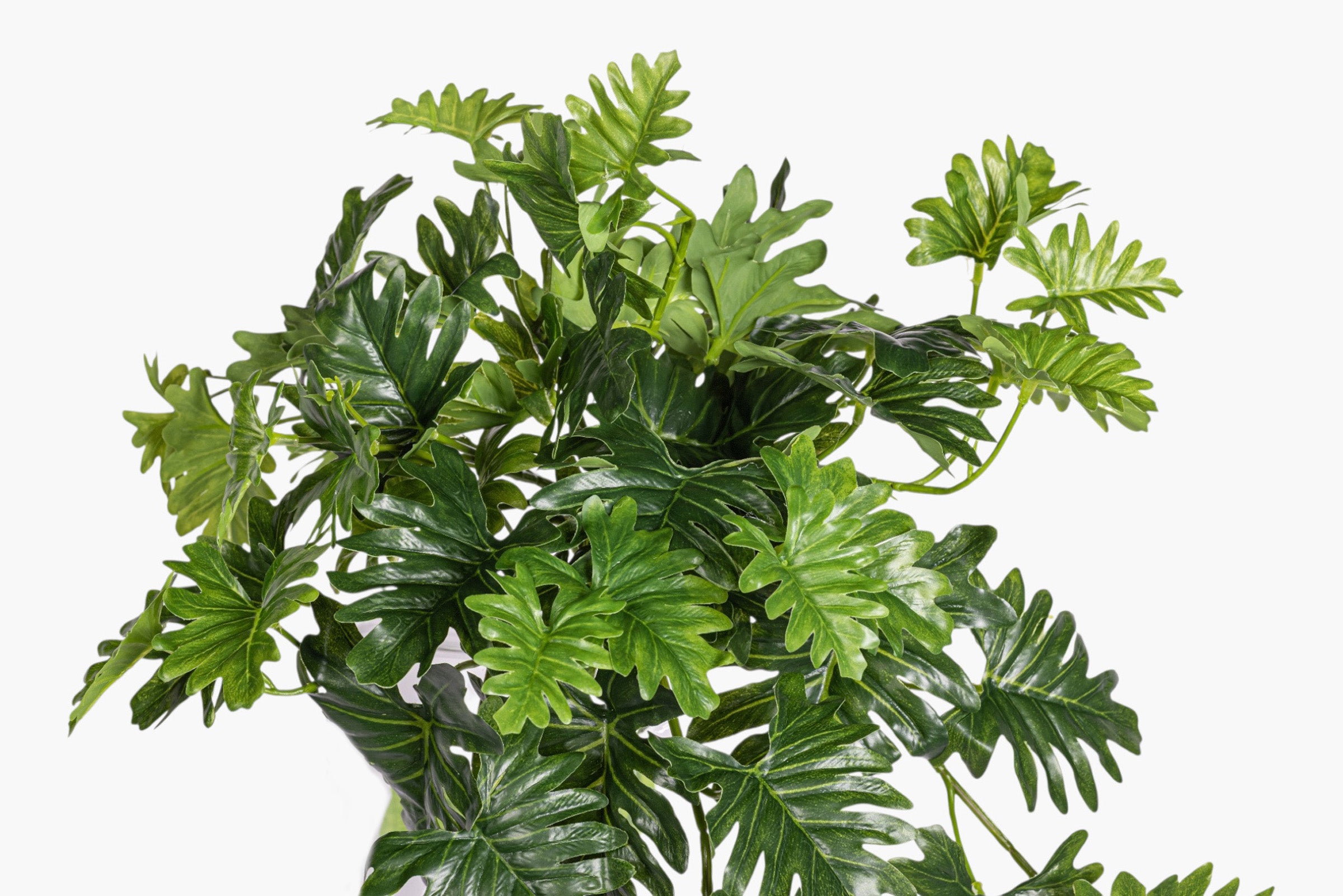 19" Selloum Philodendron Hanging Stem - UV Treated ST1233UV