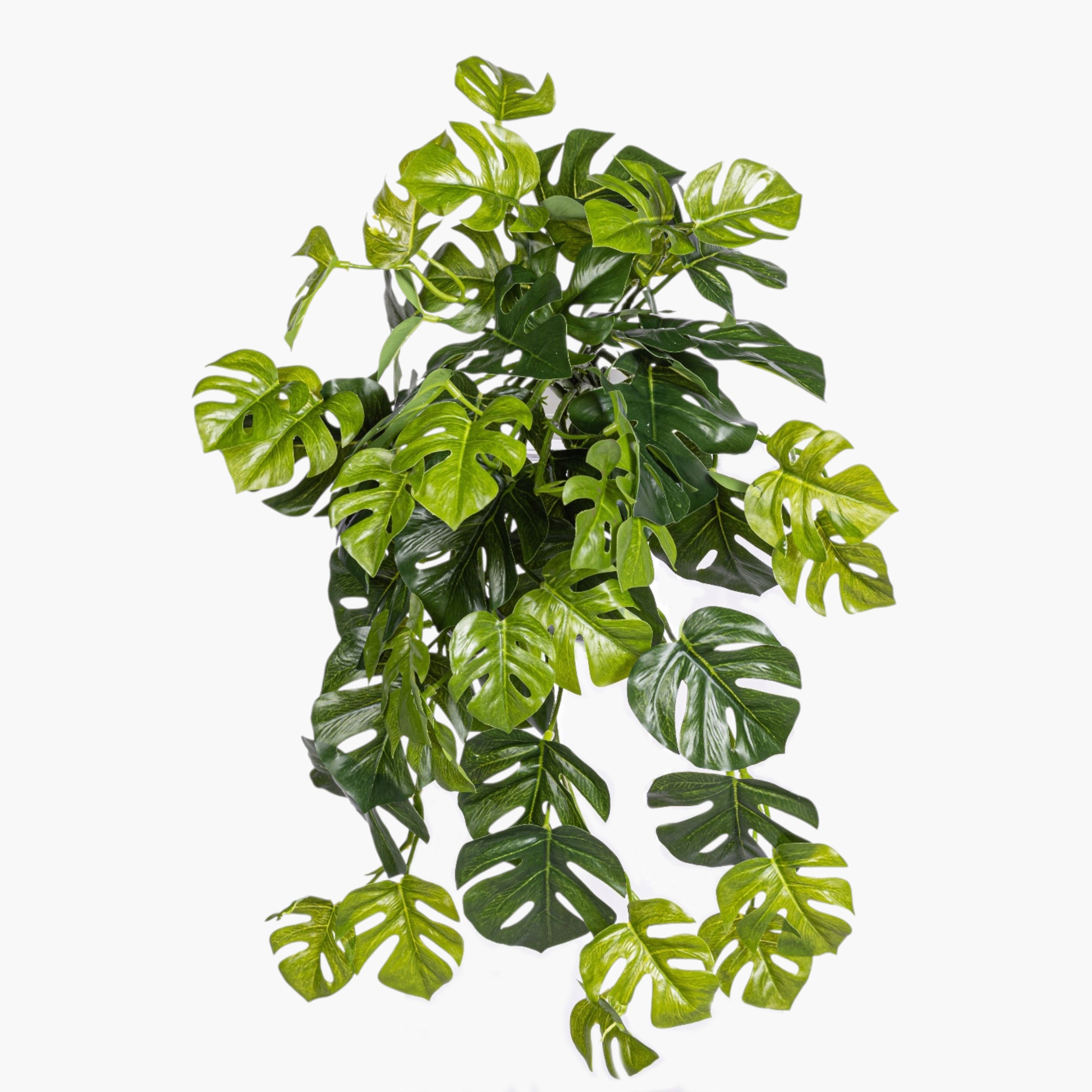 19" Split Philodendron Hanging Stem - UV Treated ST1234UV