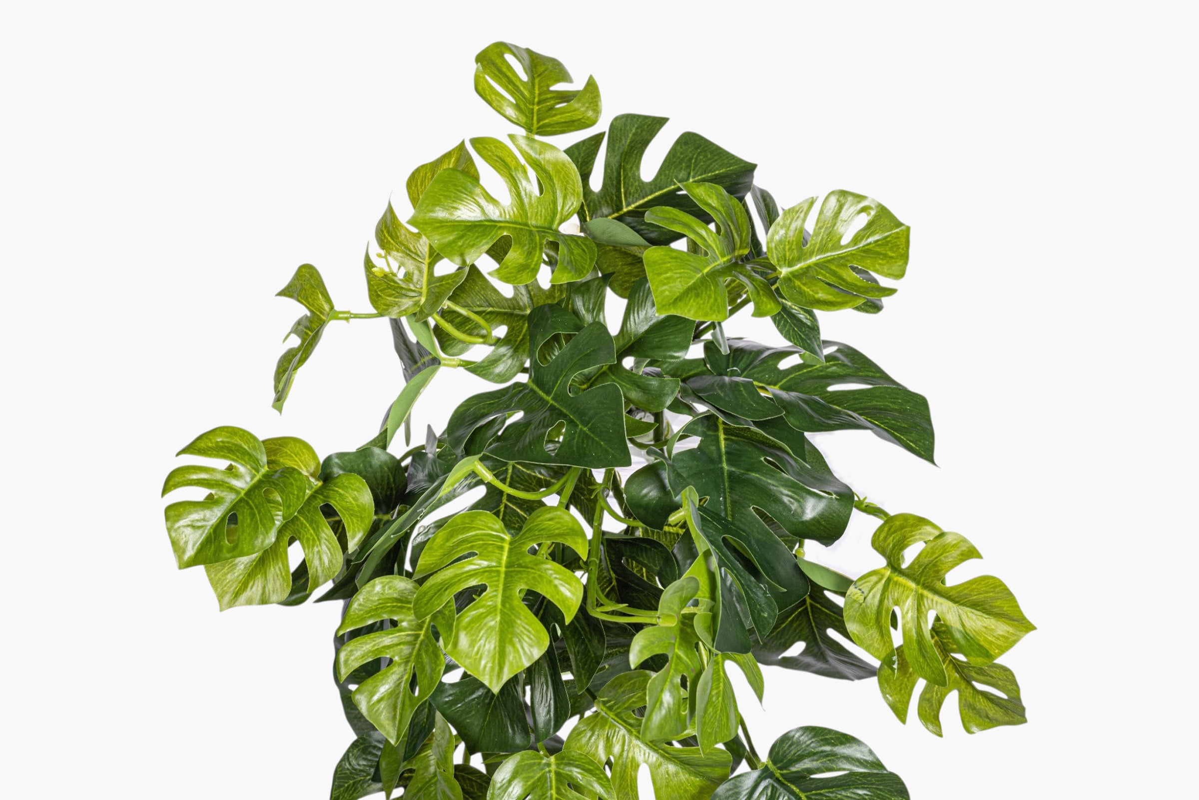 19" Split Philodendron Hanging Stem - UV Treated ST1234UV