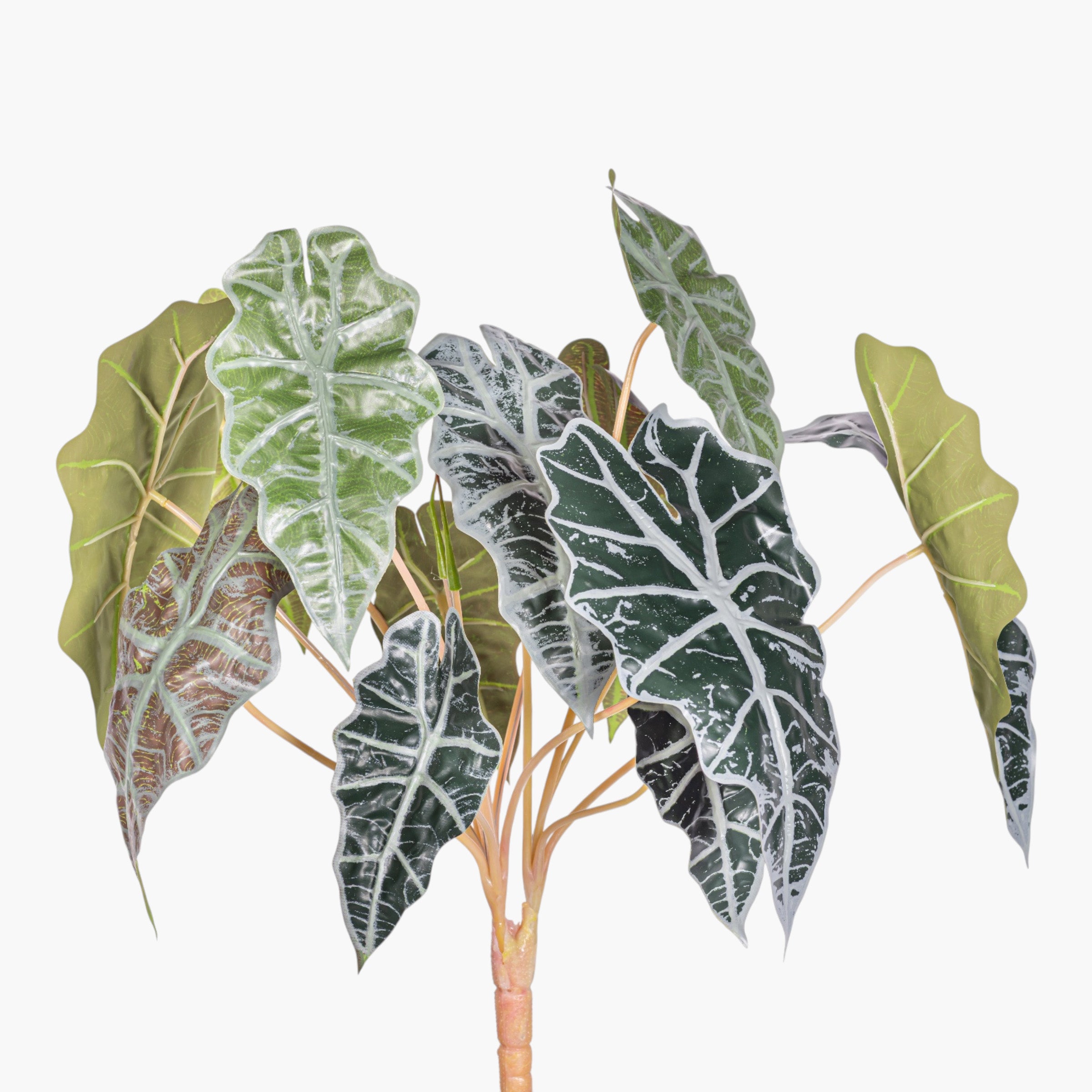 17" Variegated Alocasia Bush Stem - UV Treated ST1237