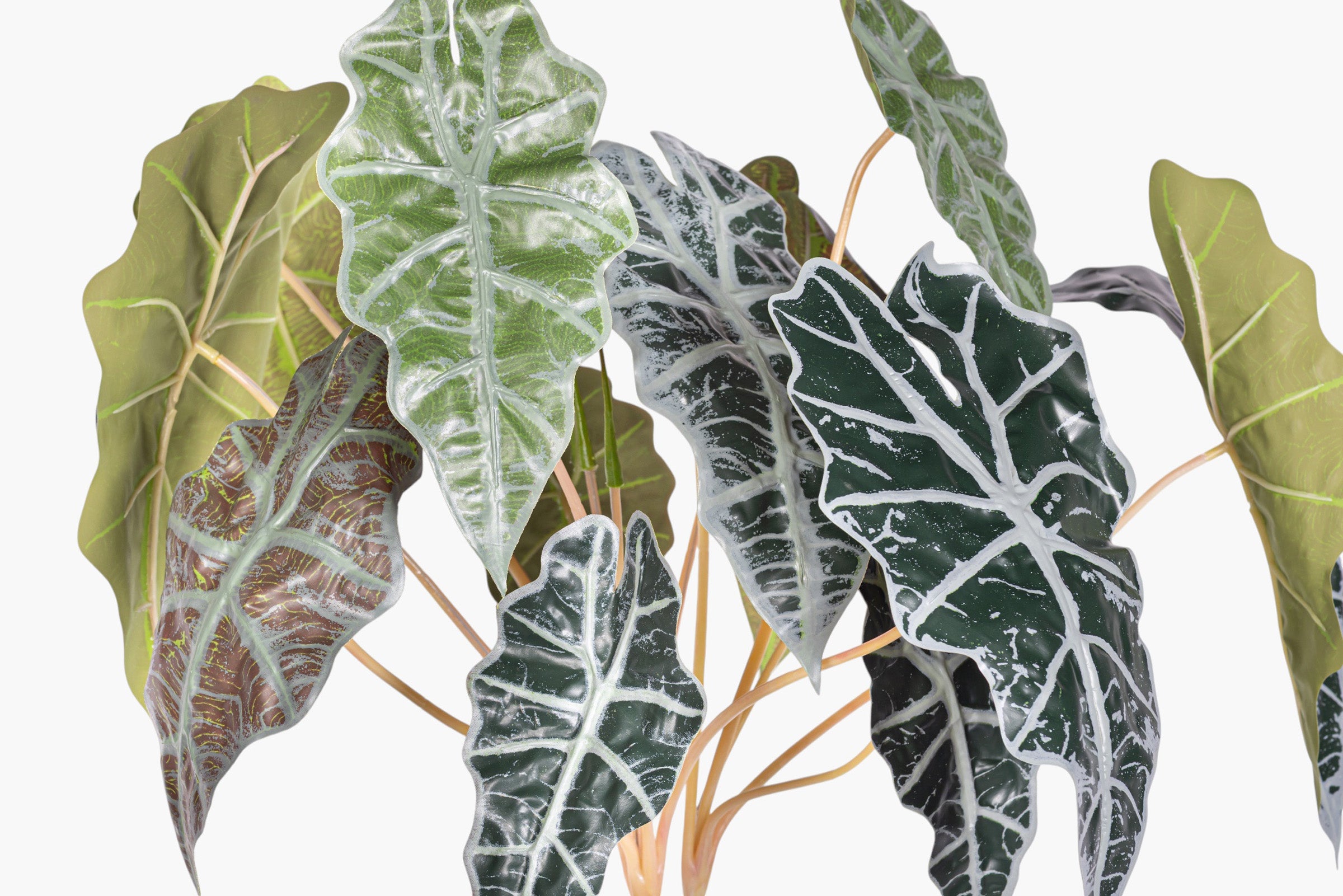 17" Variegated Alocasia Bush Stem - UV Treated ST1237