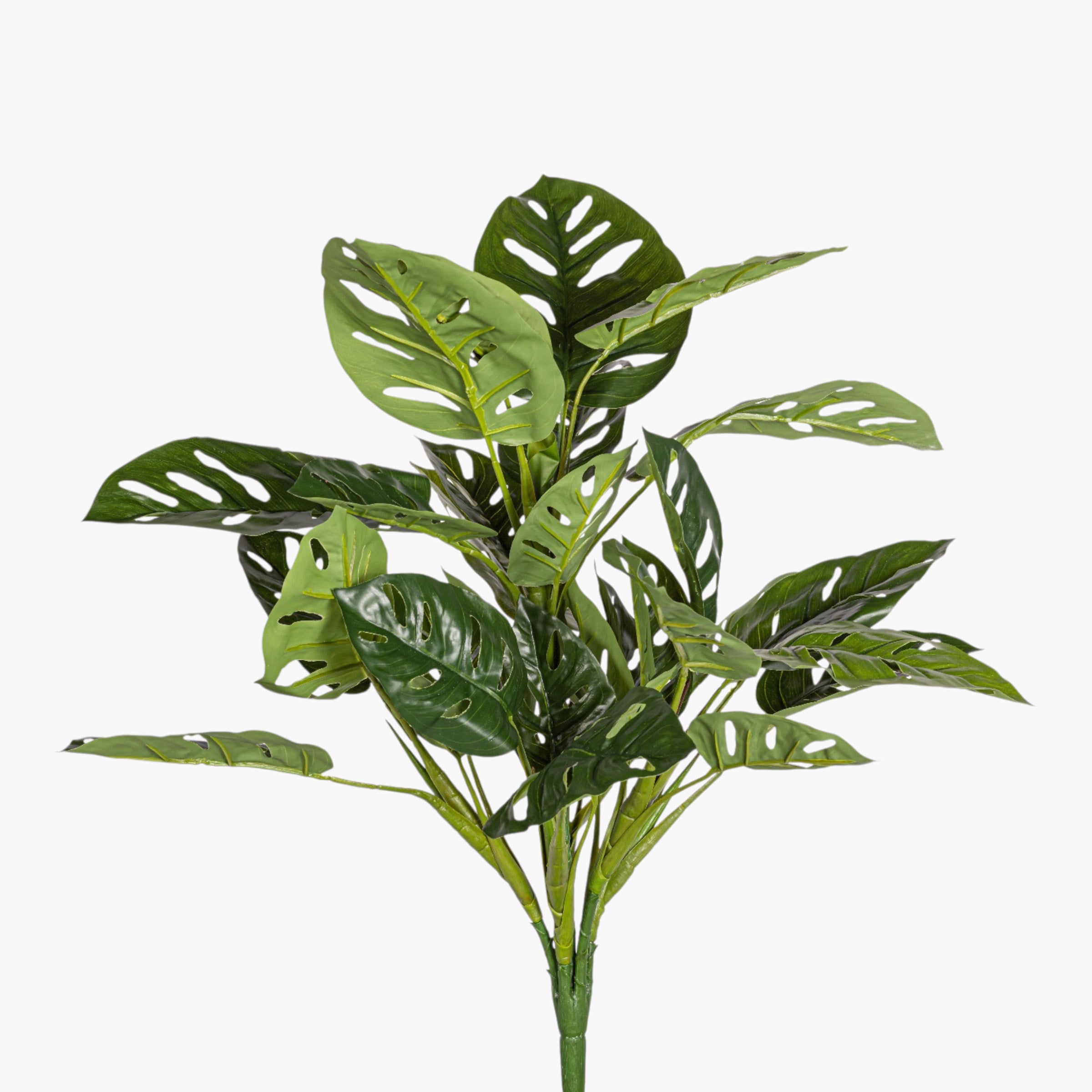 24" Andanson's Monstera Bush Stem - UV Treated ST1239