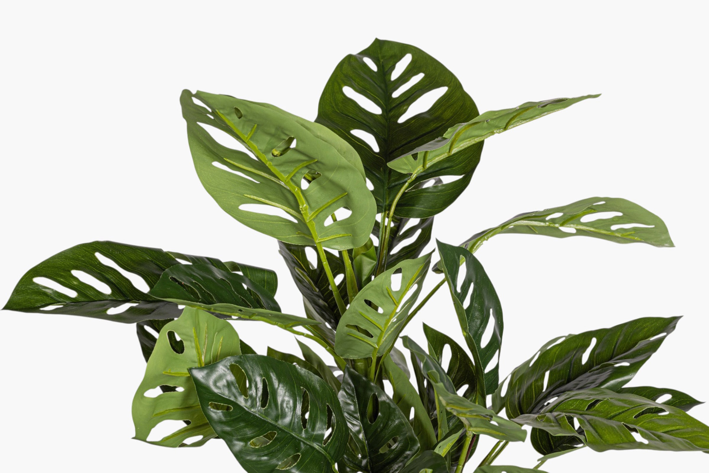 24" Andanson's Monstera Bush Stem - UV Treated ST1239