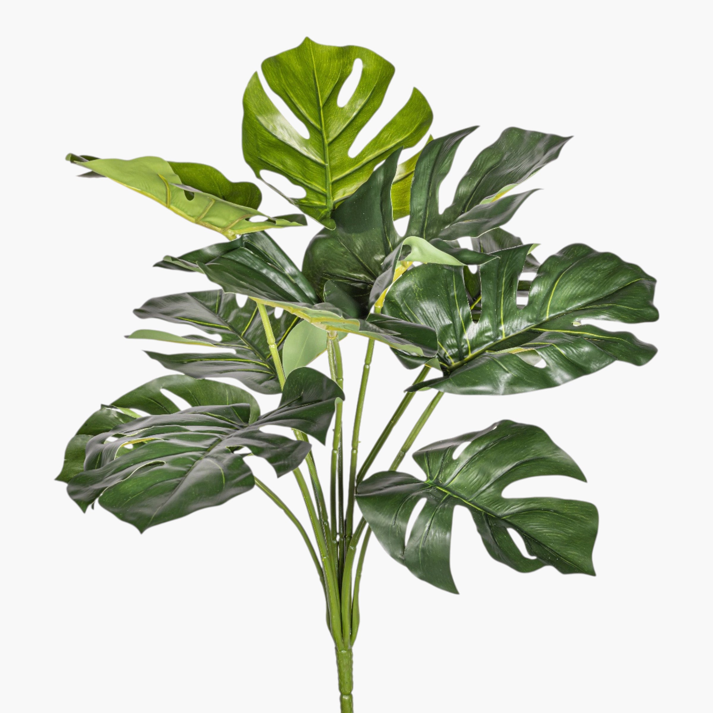 21" Split Philodendron Bush Stem - UV Treated ST1241