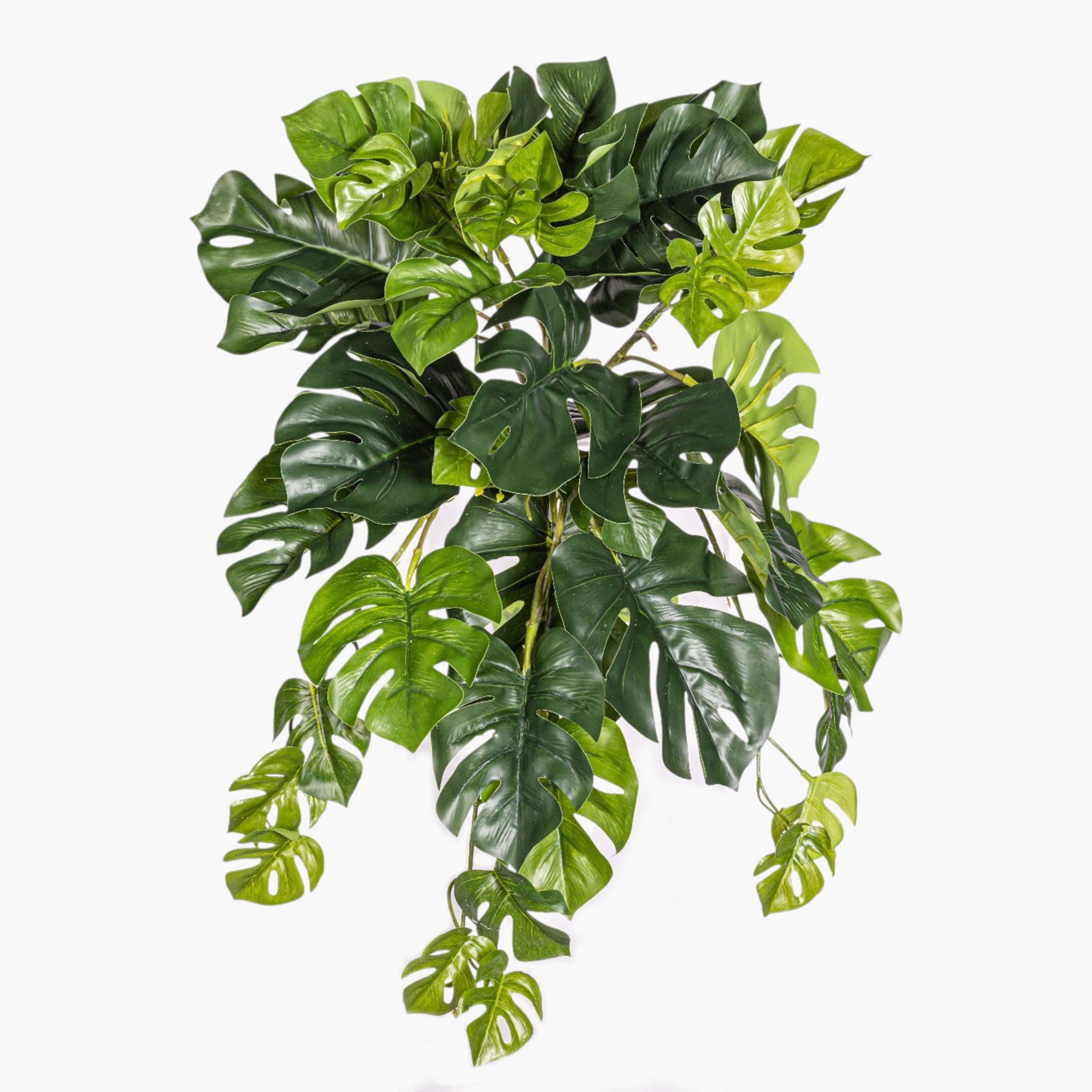 22" Hanging Split Philodendron Stem - UV Treated ST1242