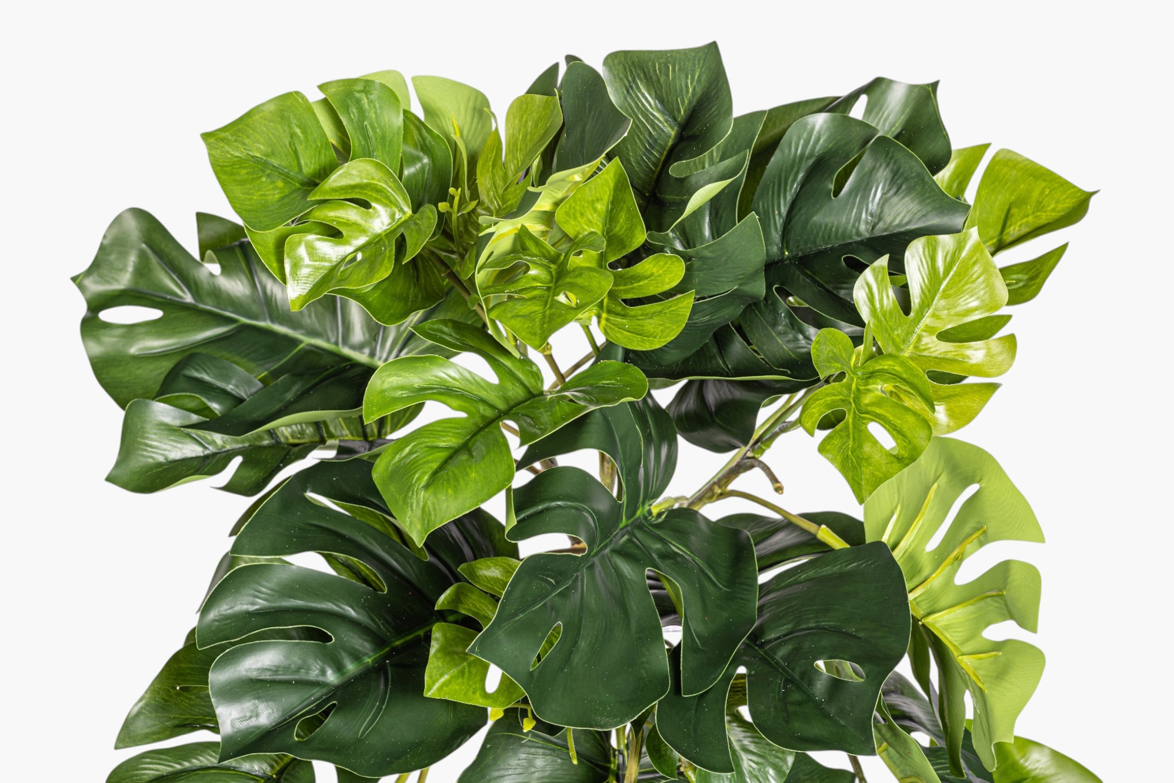 22" Hanging Split Philodendron Stem - UV Treated ST1242