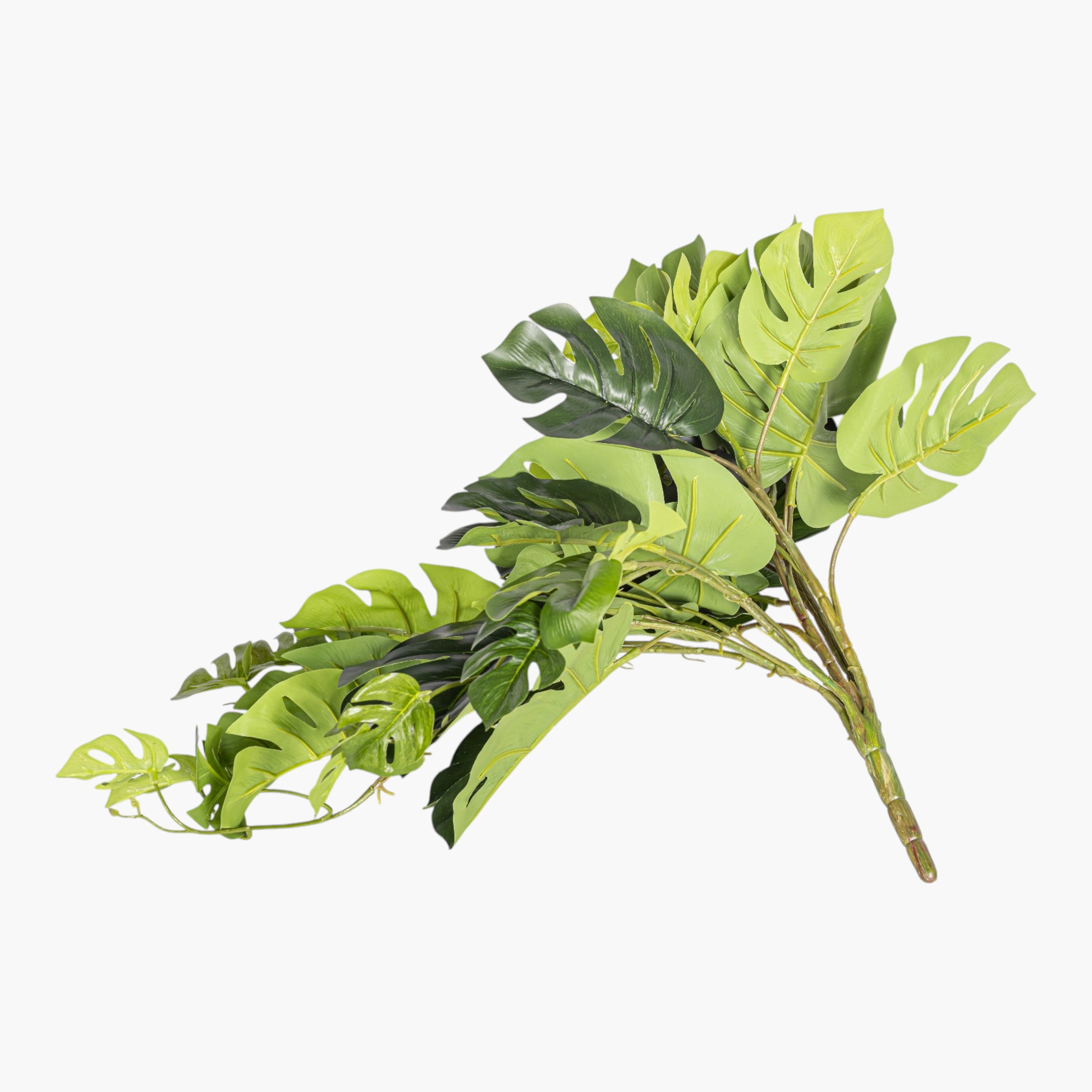 22" Hanging Split Philodendron Stem - UV Treated ST1242