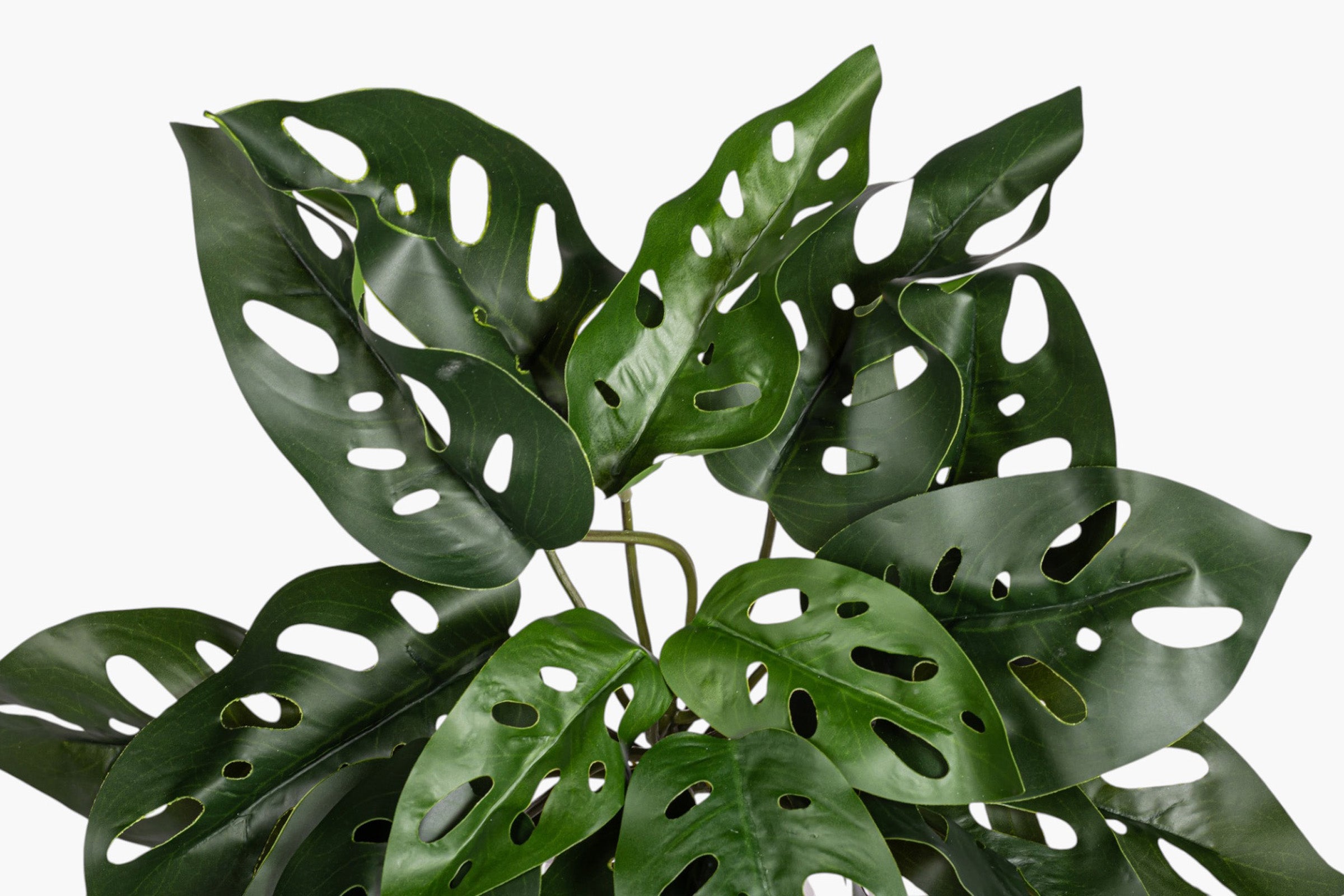 19" Andanson's Monstera Hanging Stem ST1243