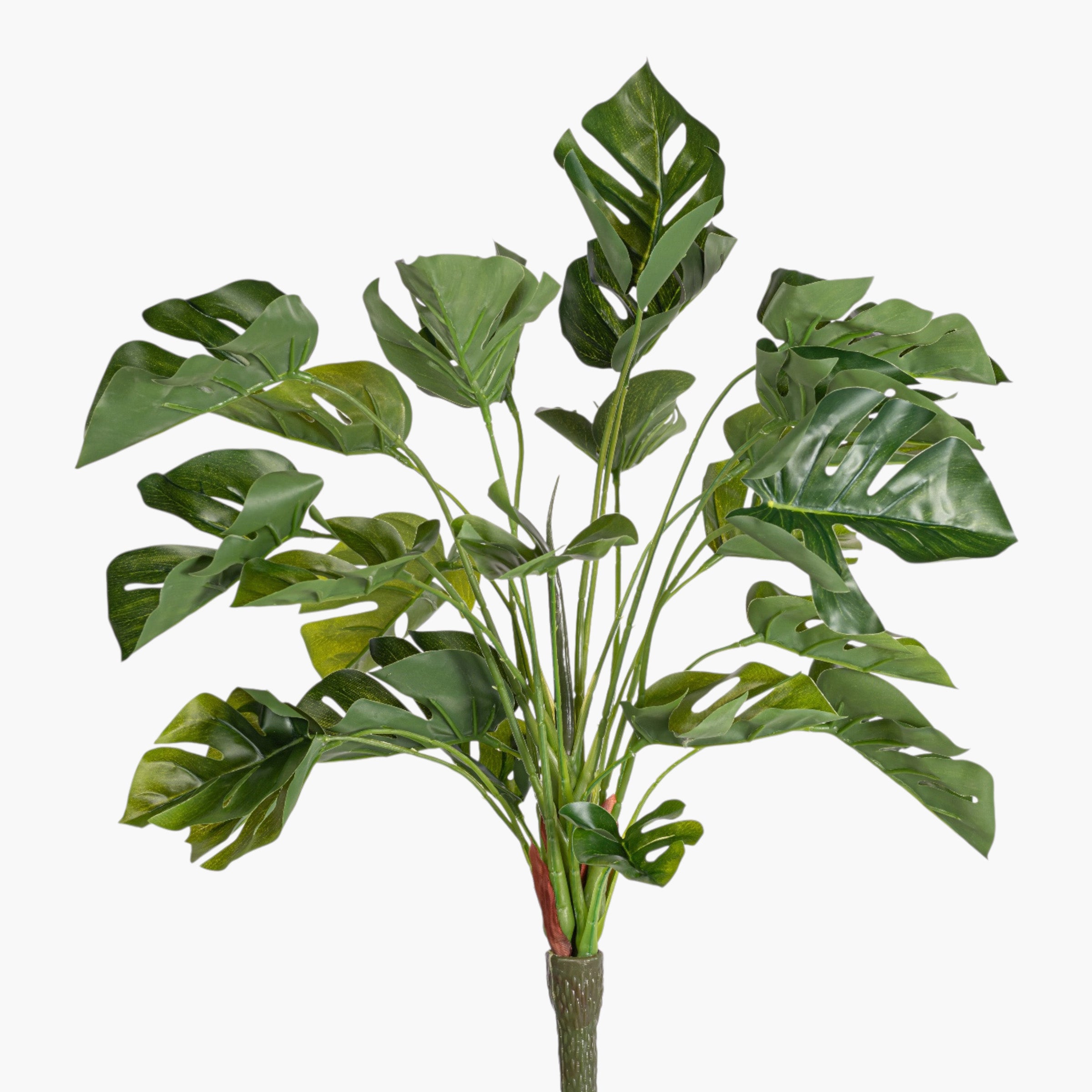 18" Split Philodendron Bush Stem ST1248