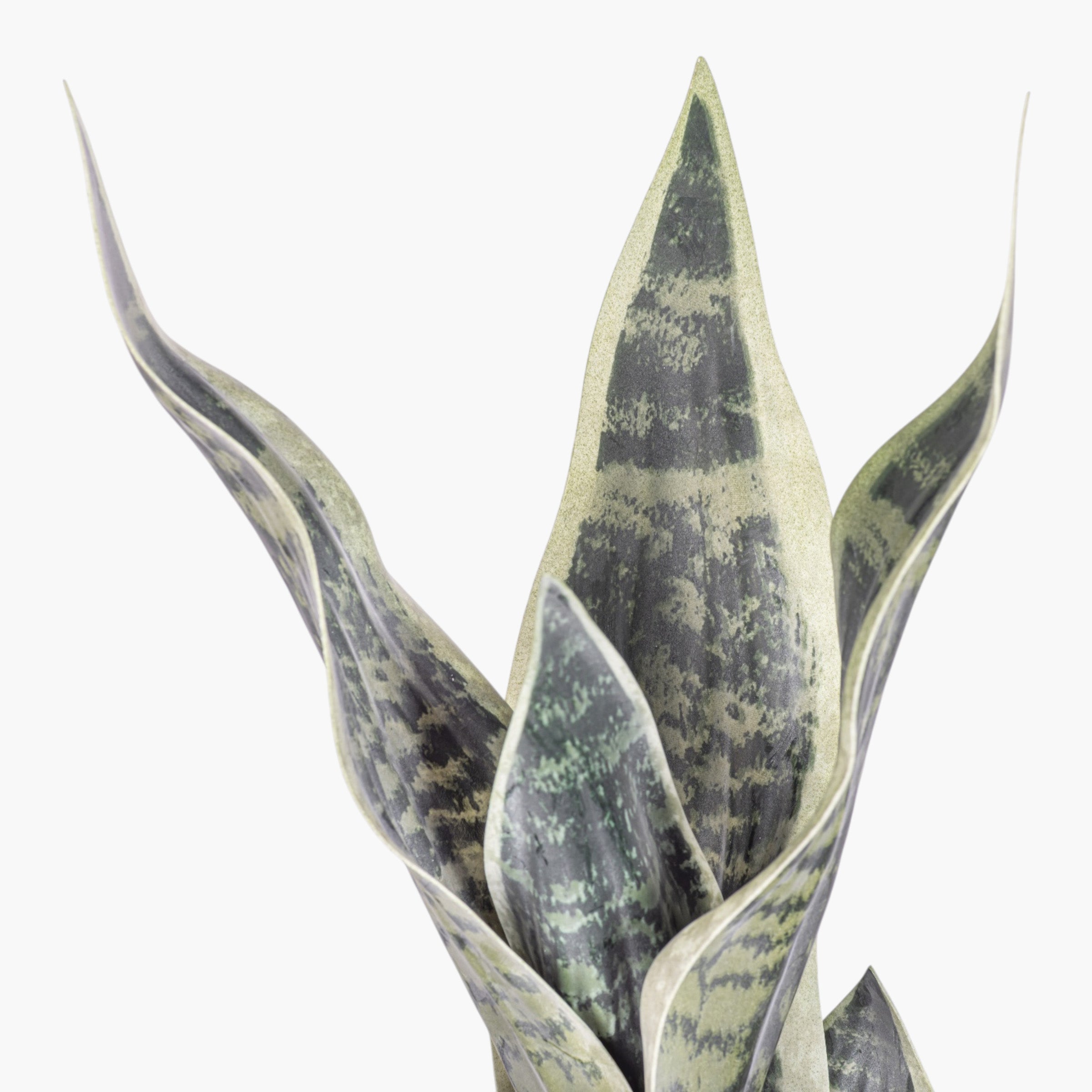 21" Sanseveria Stem ST1250