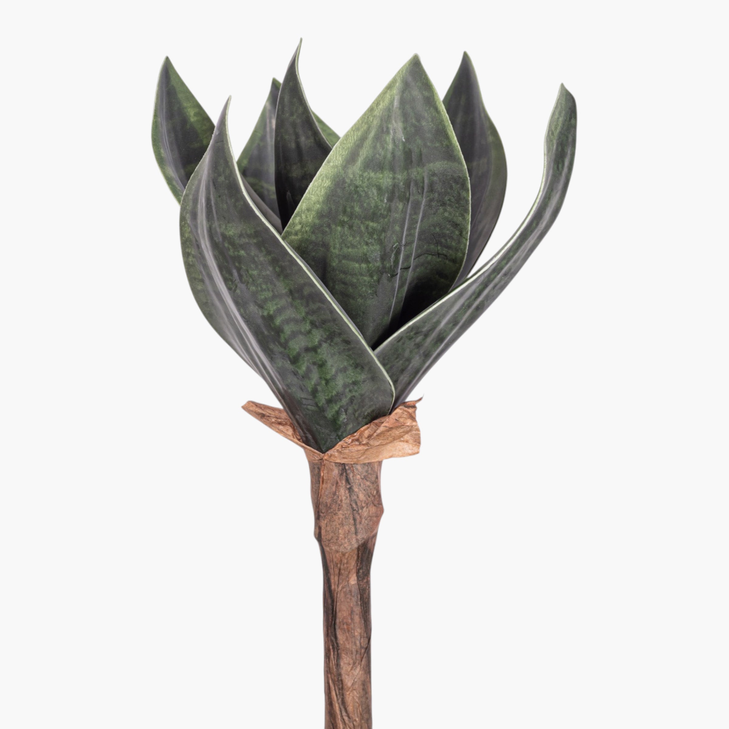10" Sansevieria Stem ST1251