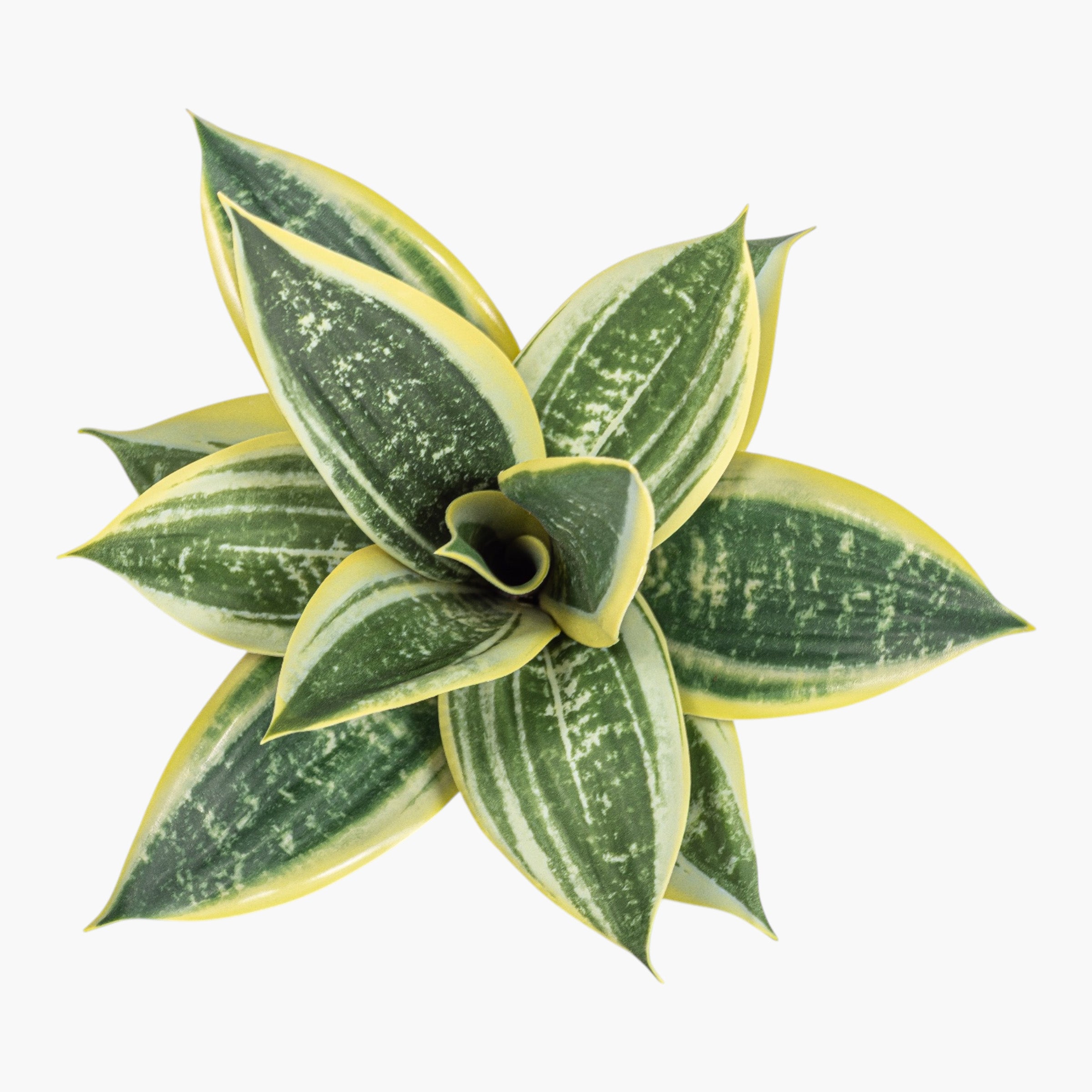 10" Sansevieria Stem ST1254