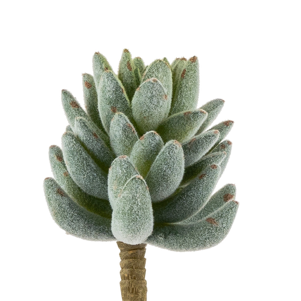 6" Flocked Succulent   SU1064