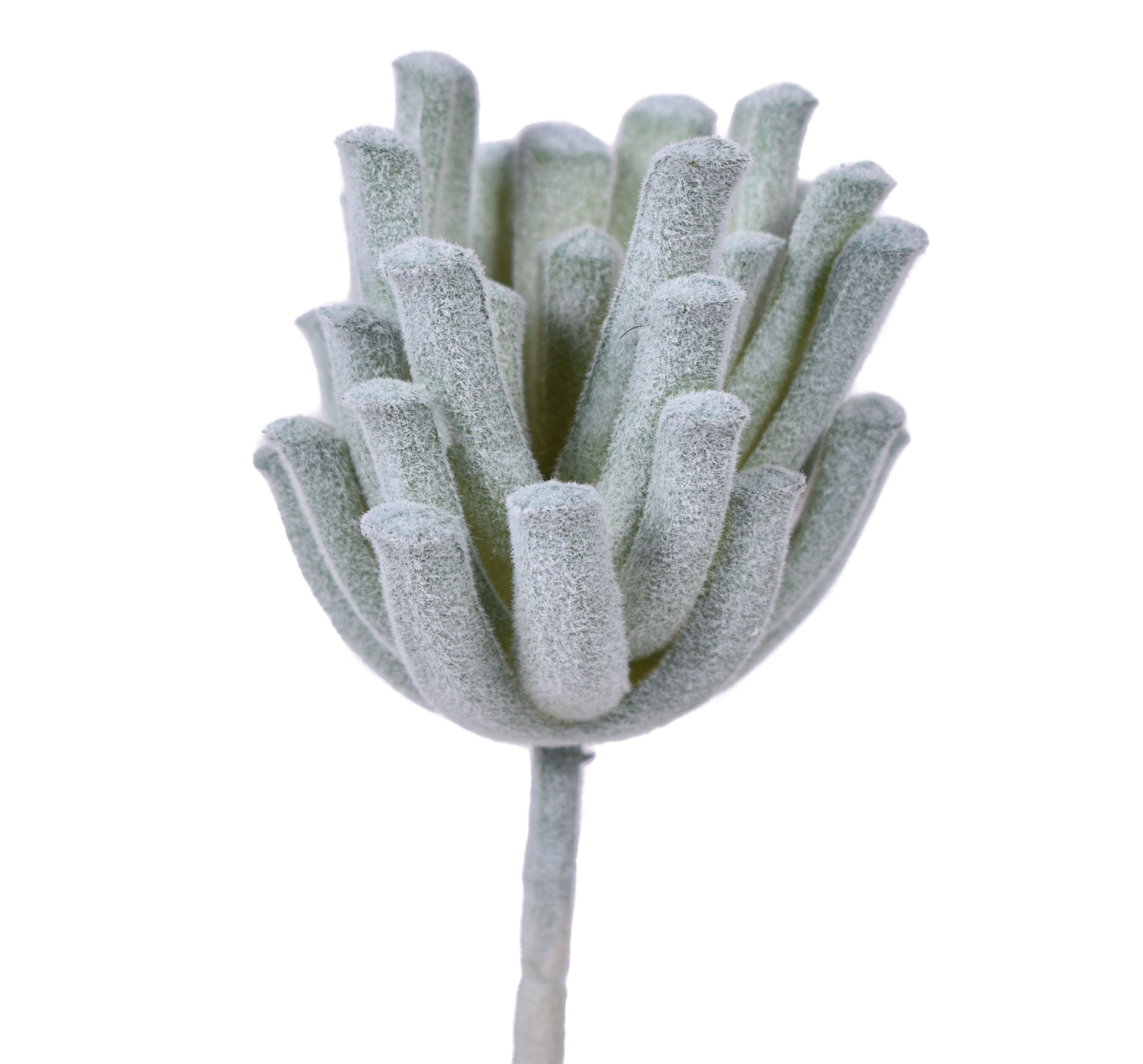 5" UV Protected Succulent Pick   SU1073UV