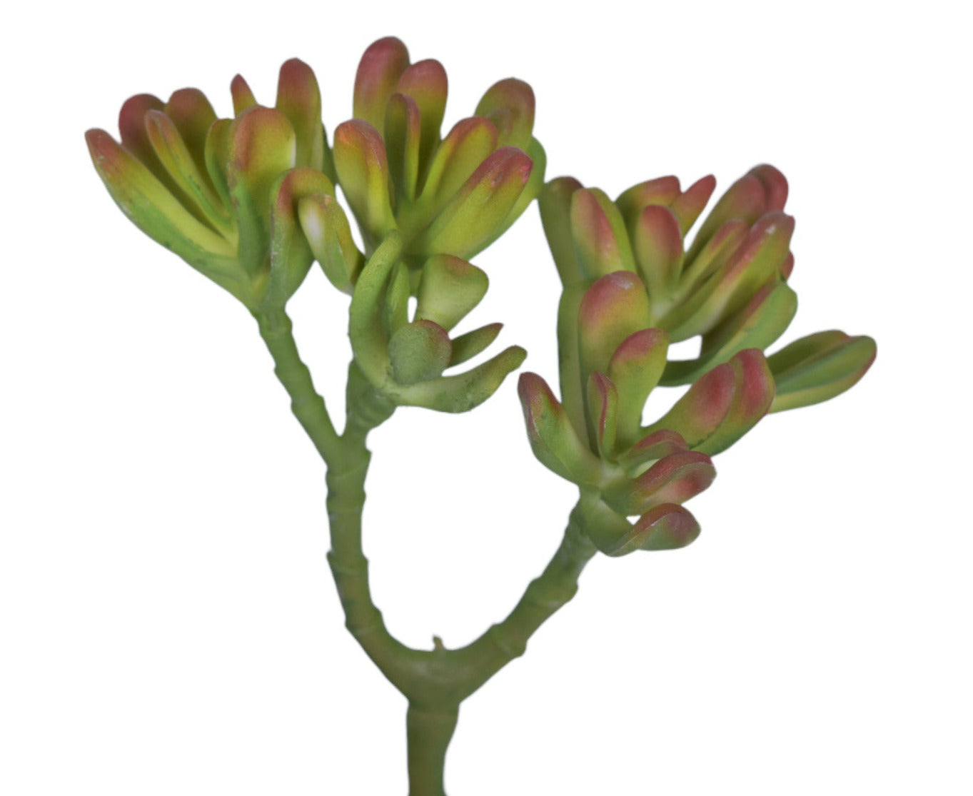 9.5" UV Protected Echeveria Succulent   SU1075UV