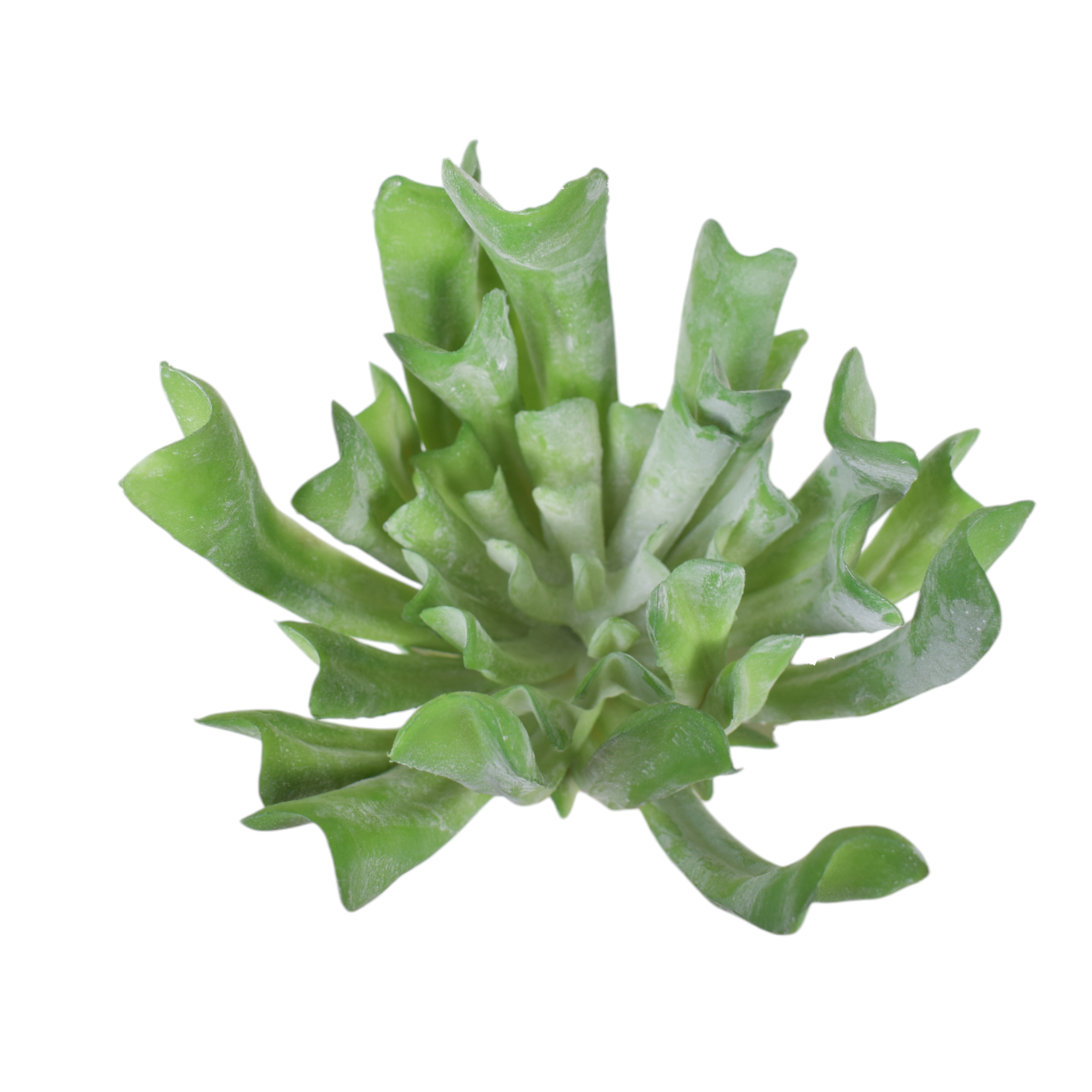 13" Green Succulent Stem  SU1076