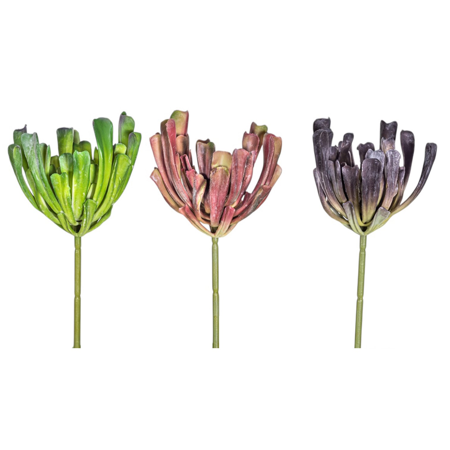 7" Echeveria Stem  SU1091UV