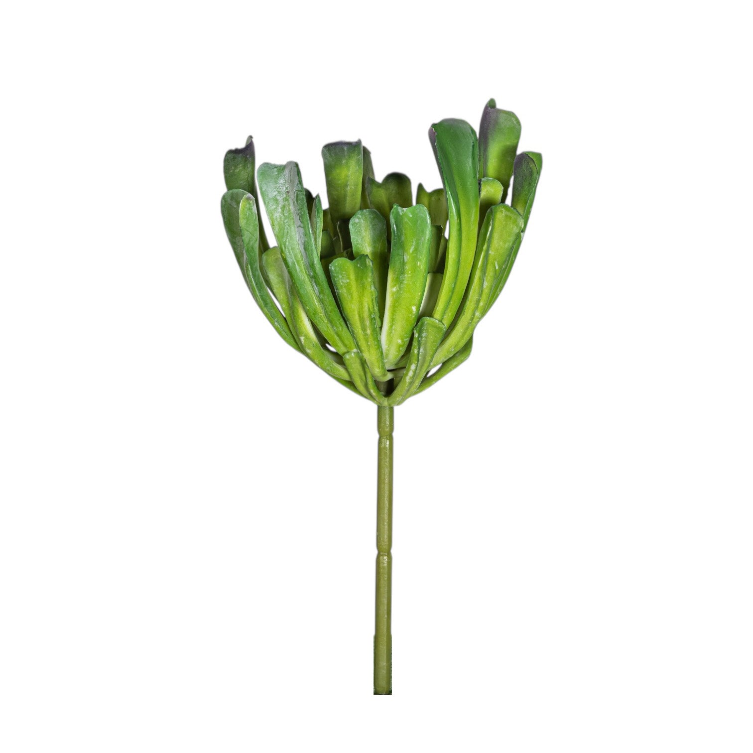 7" Echeveria Stem    SU1090UV