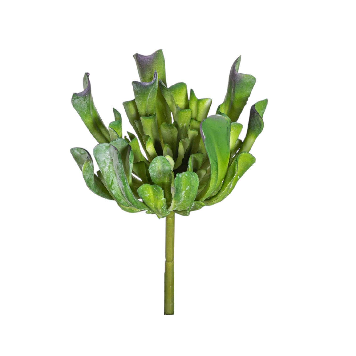 7" Echeveria Stem    SU1090UV