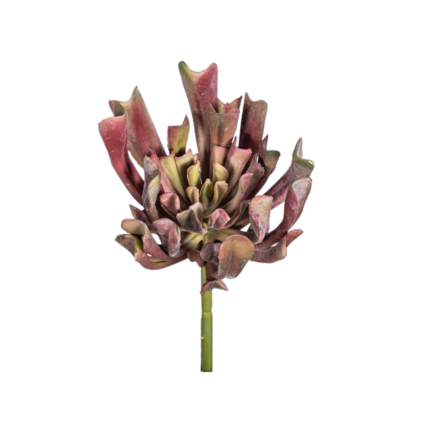 7" Echeveria Stem  SU1091UV