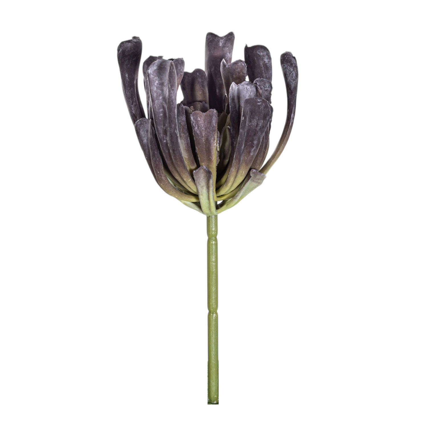 7" Echeveria Stem   SU1092UV