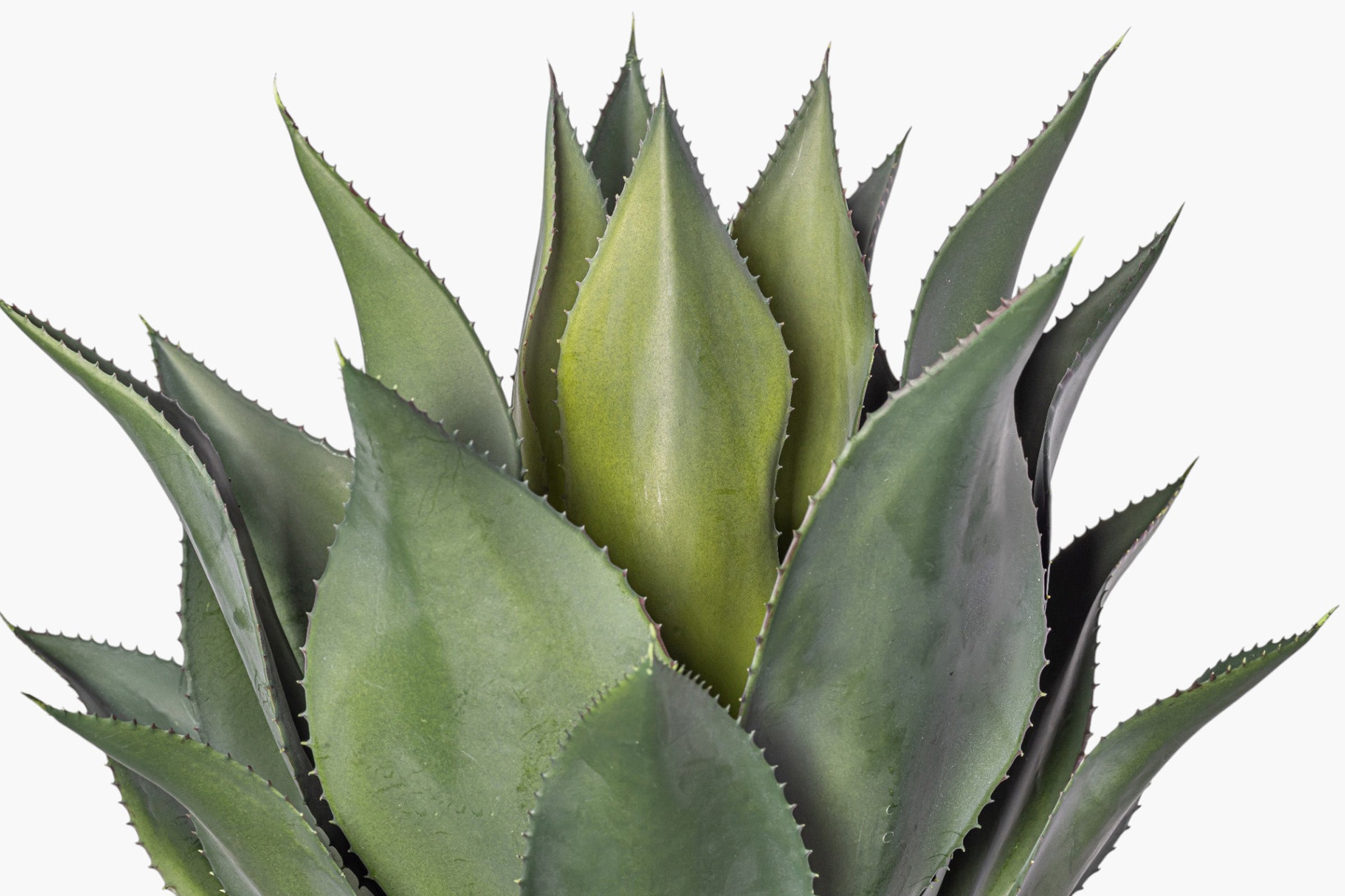 20" Crown Succulent Stem - UV Treated SU1100