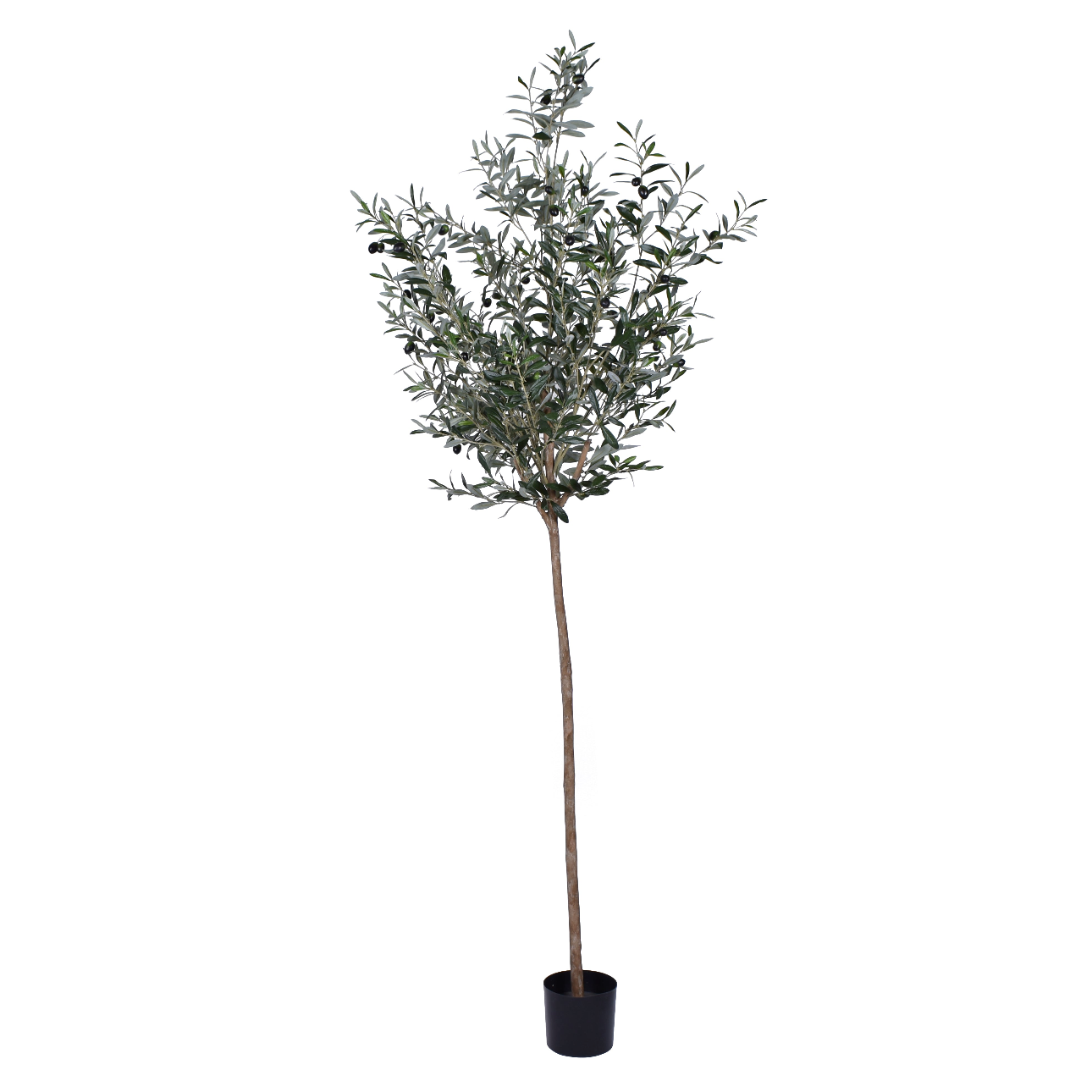 7.5' Olive Tree    FP1248