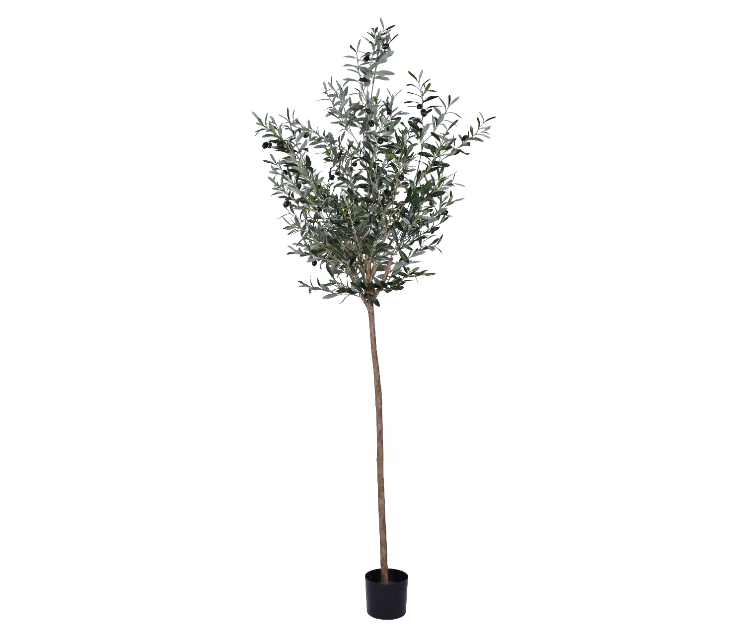 7.5' Olive Tree    FP1248