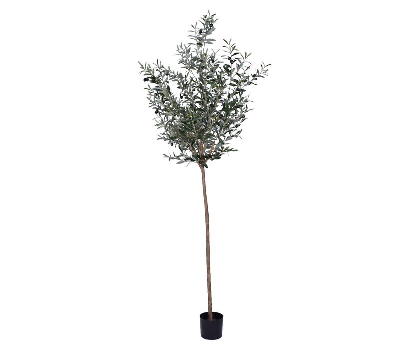 90" Olive Tree    FP1248