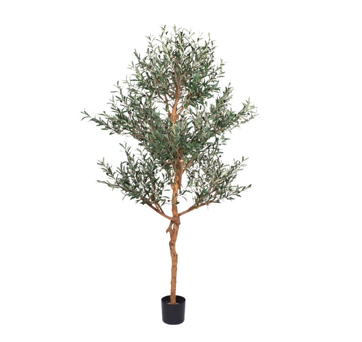 7’ Extra Wide Olive Tree- UV Protected    FP1270UV