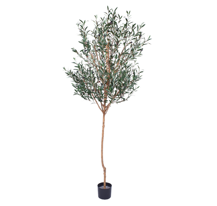 7’ Olive Tree-UV Protected   FP1269UV