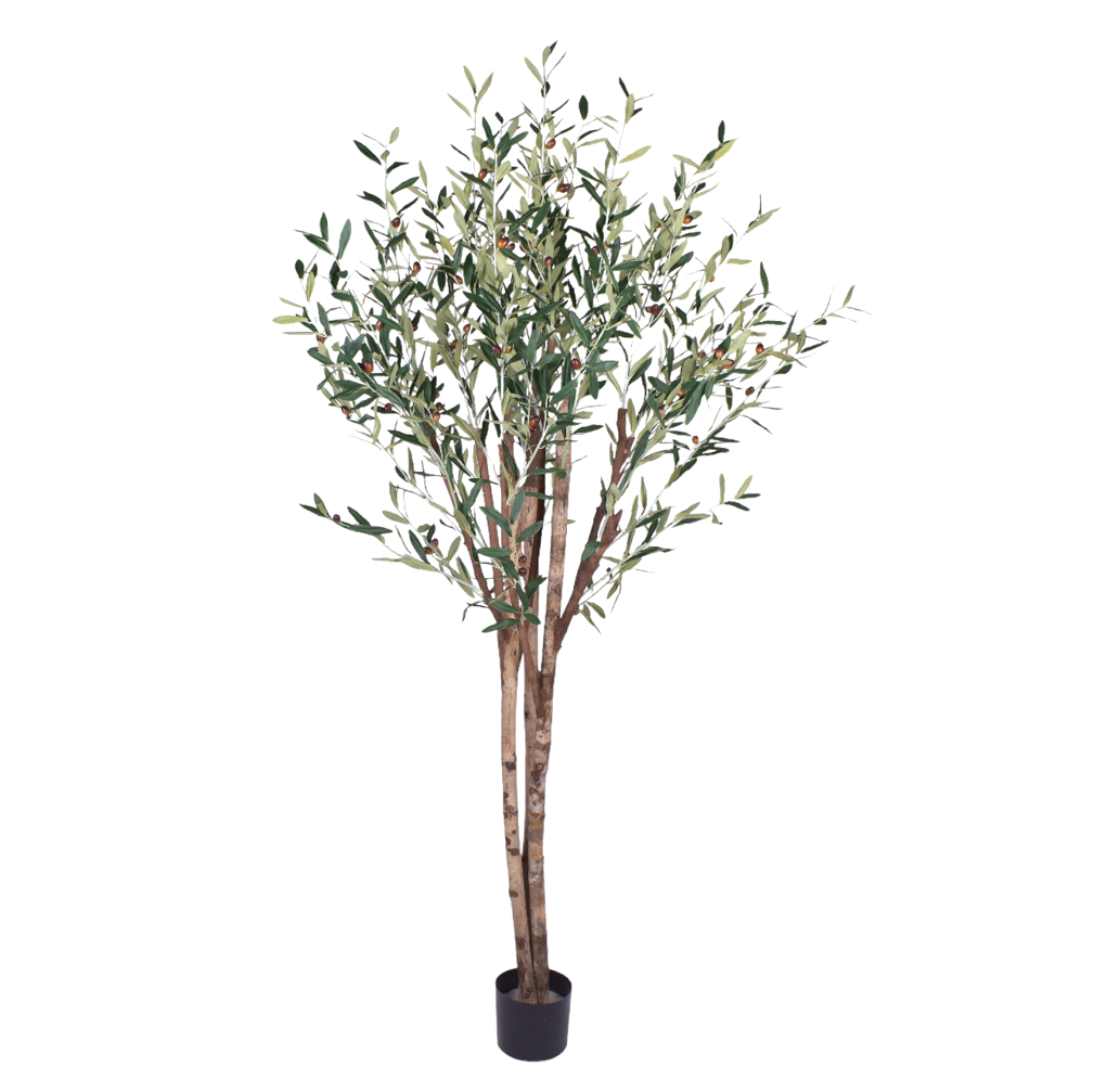 6.5’ Olive Tree- UV Protected   FP1266UV