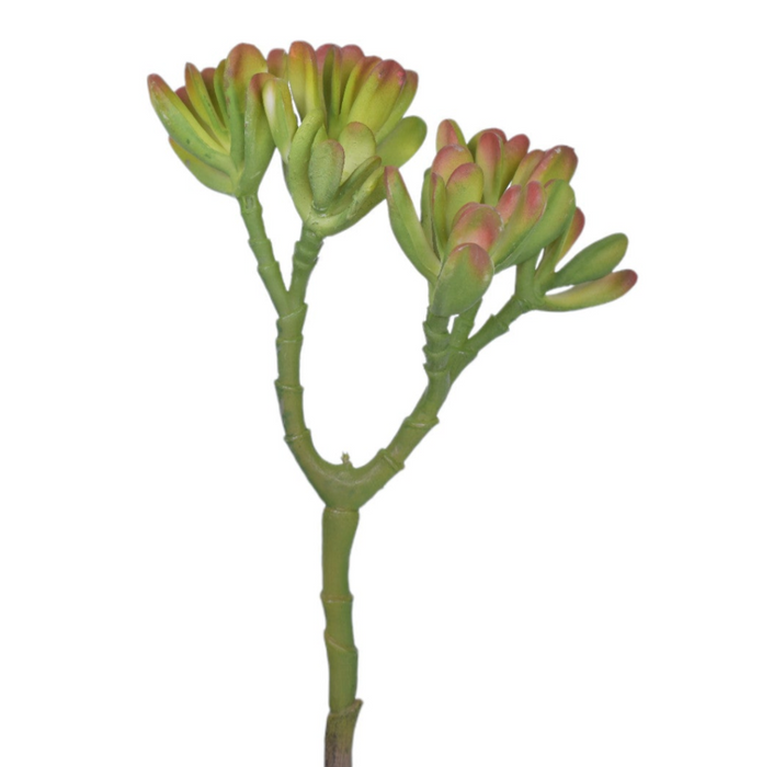 9.5" UV Protected Echeveria Succulent   SU1075UV