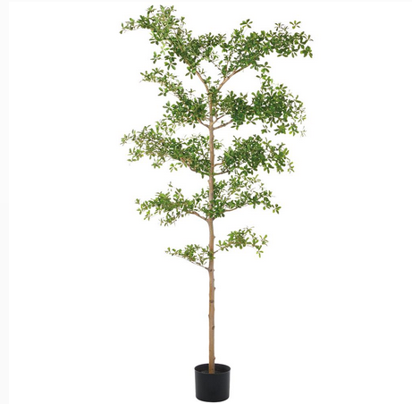 9' Shady Lady Black Olive Tree   FP1448