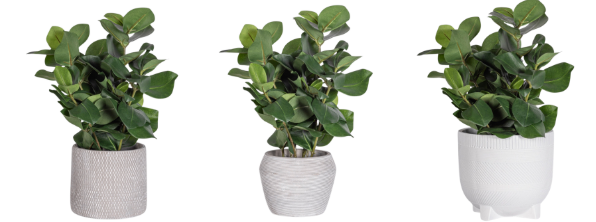 18" Clusia Arrangement AR1934