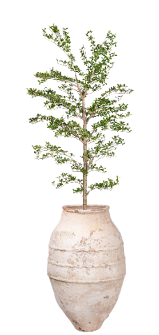 7' Shady Lady in Tan Turkish Pot | PC1463TURKTNLG