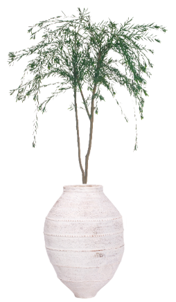 9' Pine Fern in White Turkish Pot | PC1118TURKWHLG