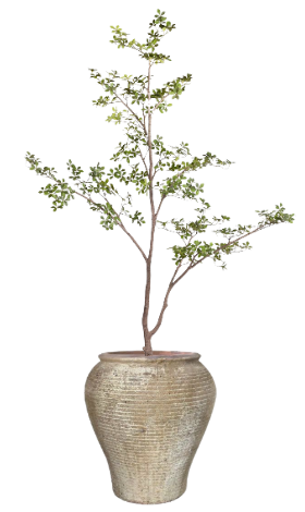 10' Gardenia Tree in Eros Planter | PC1422CN1389