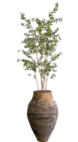 9' Black Olive in Turkish Pot | PC1410TURKBKLG
