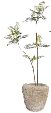 7' Jacaranda Tree in Crux Planter | PC1439C1393LG