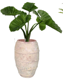 4' Taro Plant in Zara Planter | PC1441CN1400SM