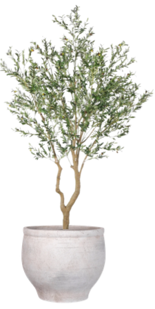 10' Olive Tree in Mason Planter | PC1420CN1480LG