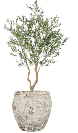10' Olive Tree in Sable Planter | PC1420CN1436