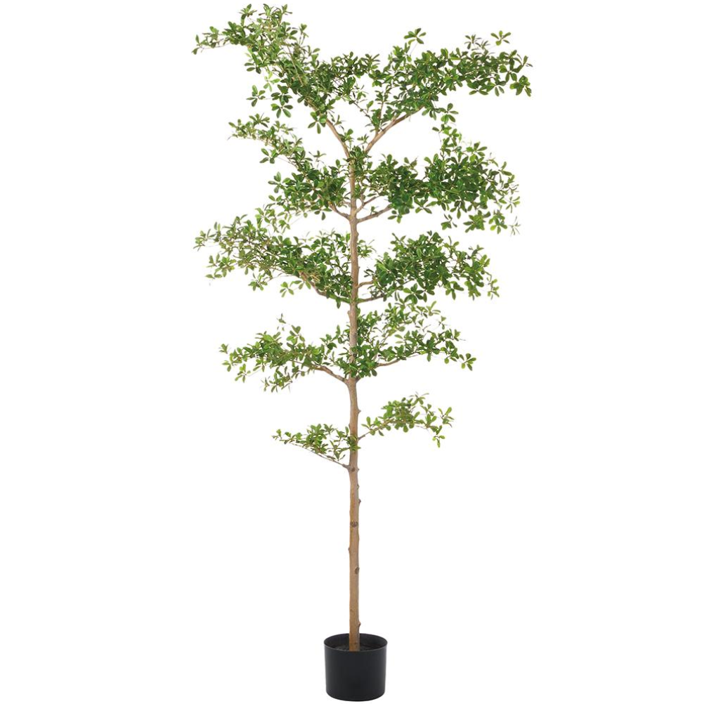 7' Shady Lady Black Olive Tree   FP1446