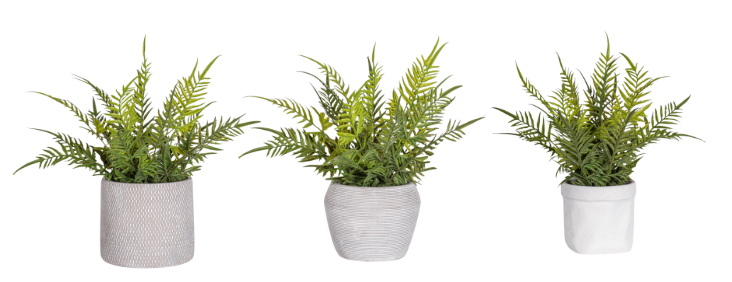 13" Fern Arrangement AR1930